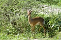 Tarangira dikdik01
